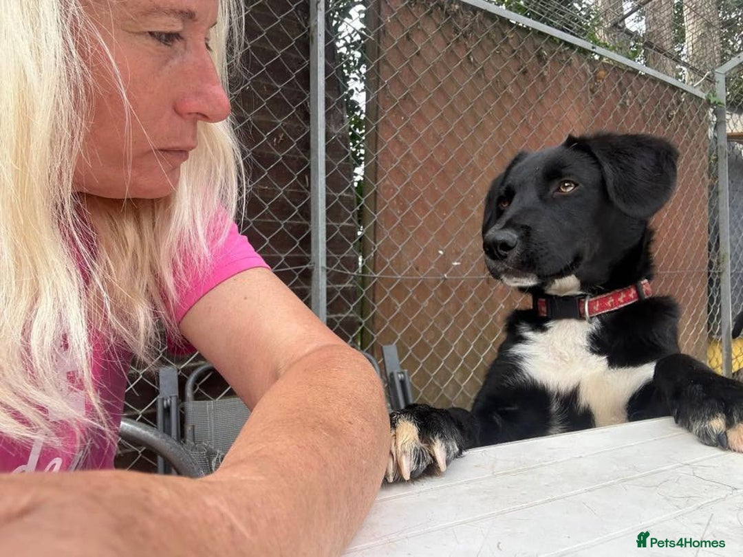 Mixed Breed dogs for adoption: Barney - Norwich norfolk  - Image 30