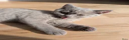 Selkirk Rex cats for sale: 😻 Stunning Selkirk Rex Kittens 😻 - Advert 23