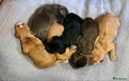 Cocker Spaniel dogs for sale: Cocker spaniel puppies - Advert 7