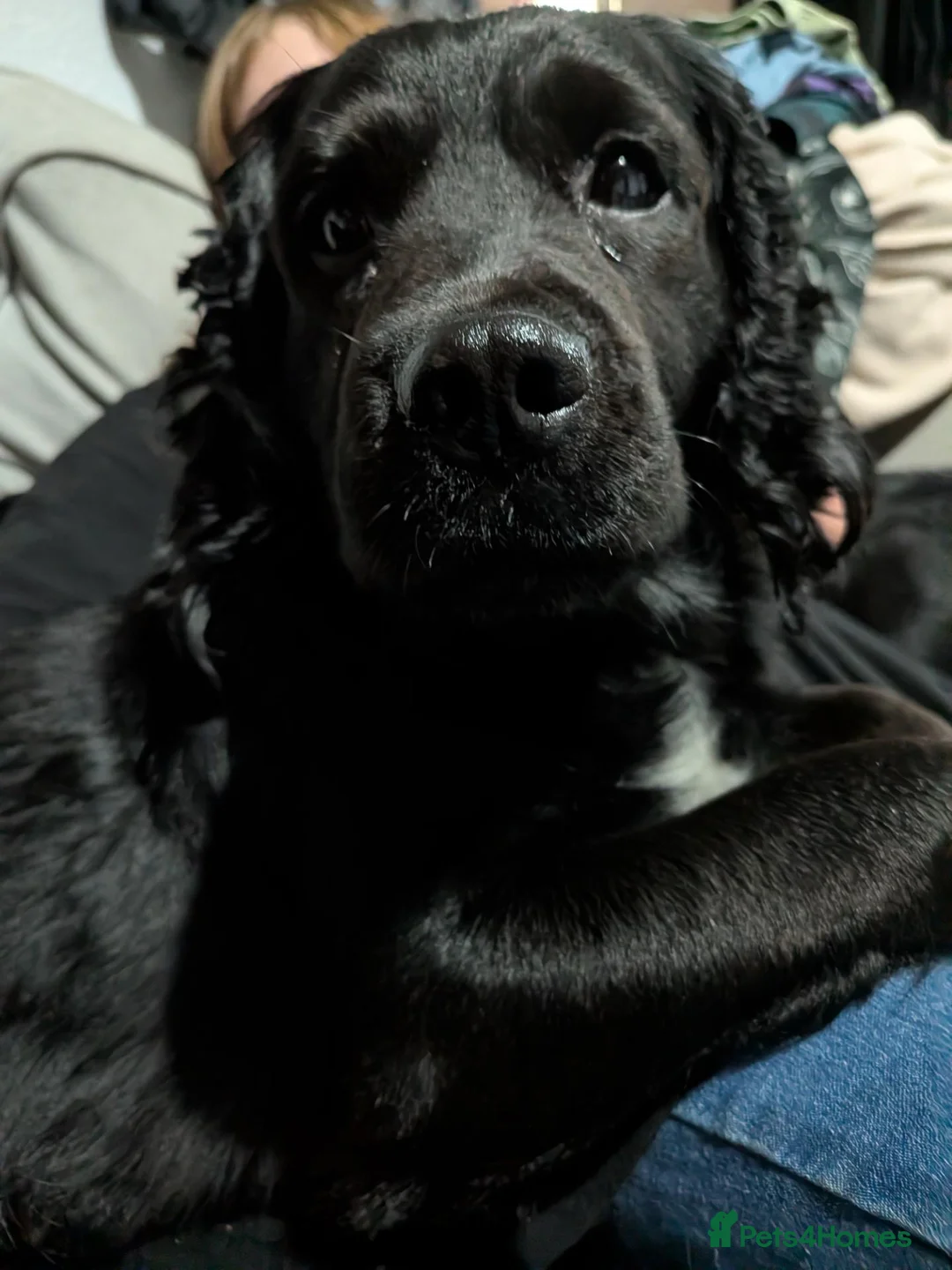 Cocker Spaniel dogs for sale: 5 yr old cocker spaniel  in Sleaford - Advert 5
