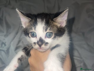 Bengal cats Stunning blue eye Bengal mix kittens - Advert 4