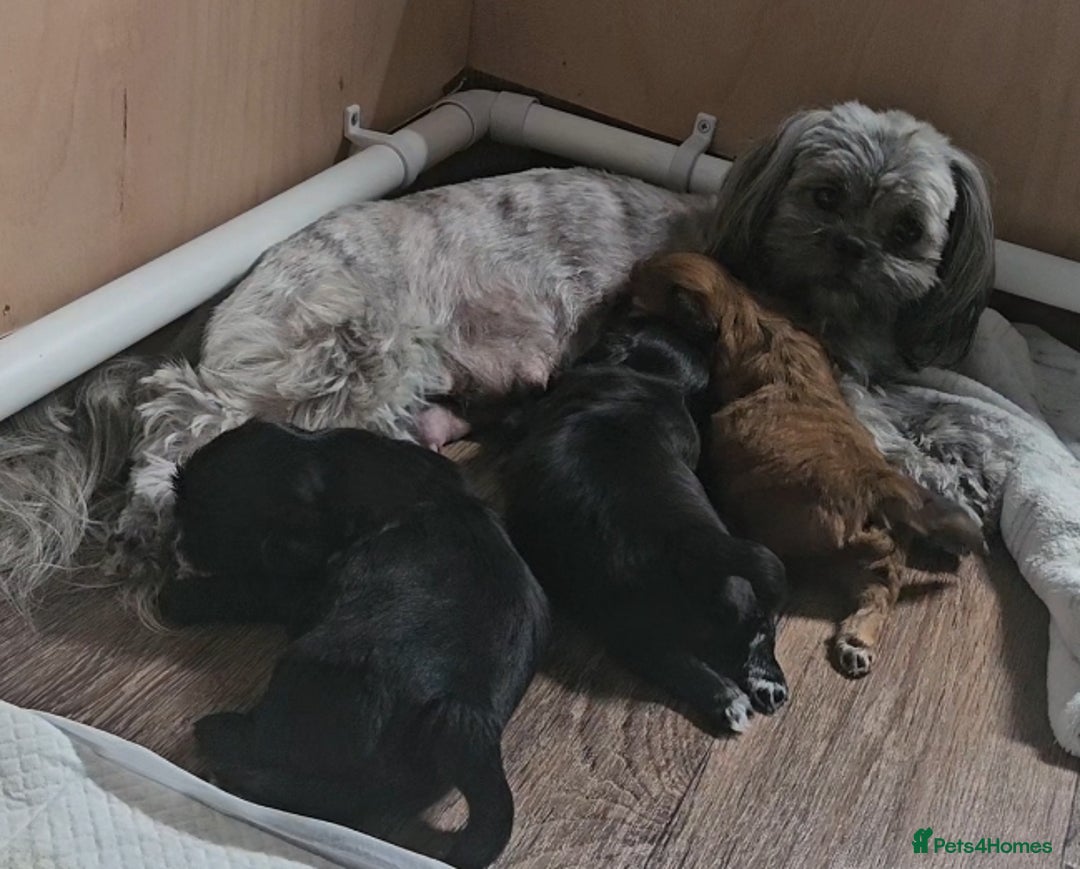 Shih Tzu dogs for sale: Imperial Shih tzu Puppies - Image 10