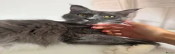 Maine Coon cats for sale: 🐾maine coon kittens - loving pet homes only🐾 - Advert 11