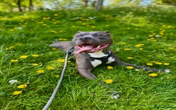 Mixed Breed dogs for sale: Staff mix dog looking for a house  - Advert 6