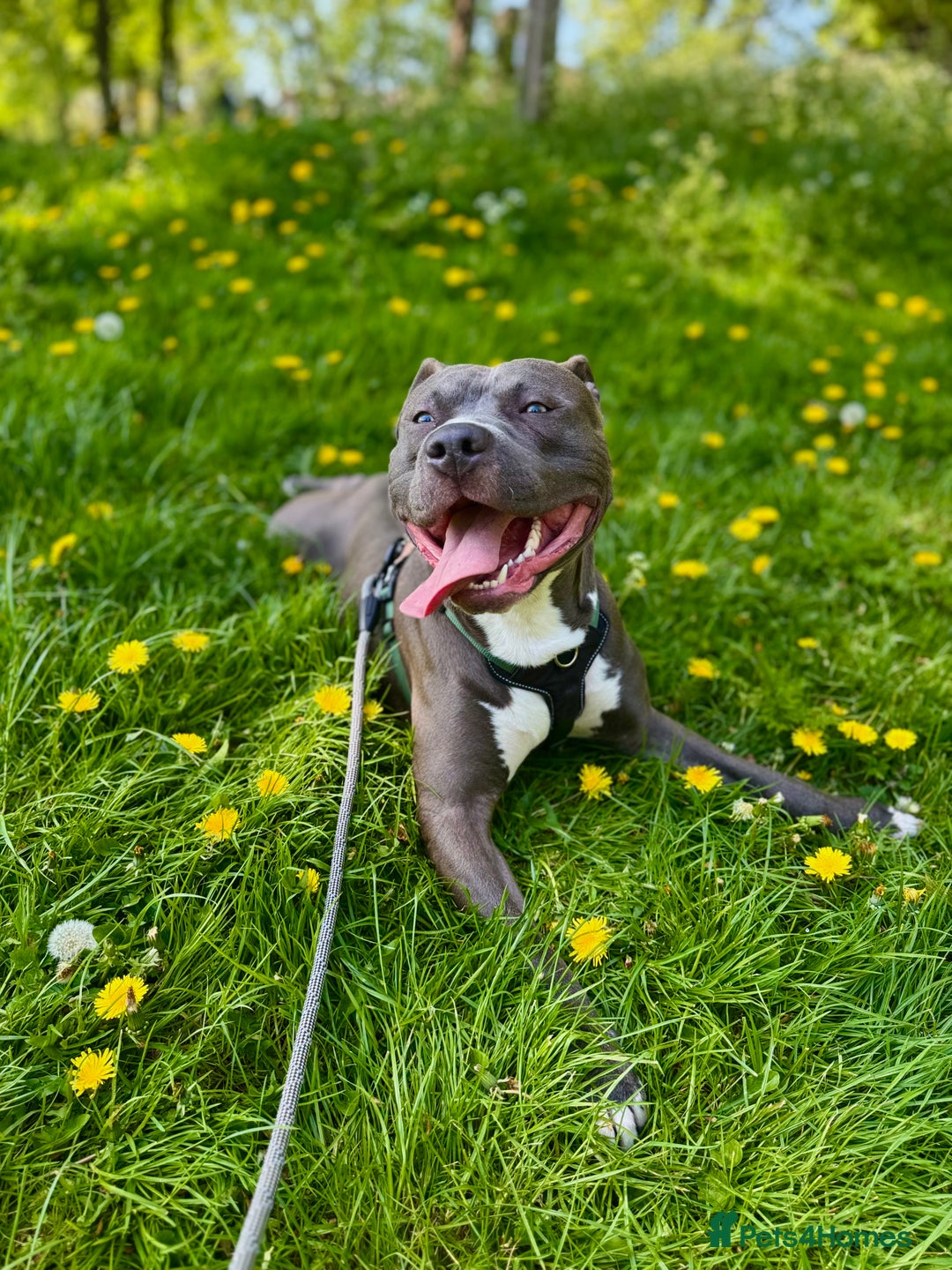 Mixed Breed dogs for sale: Staff mix dog looking for a house  - Advert 6