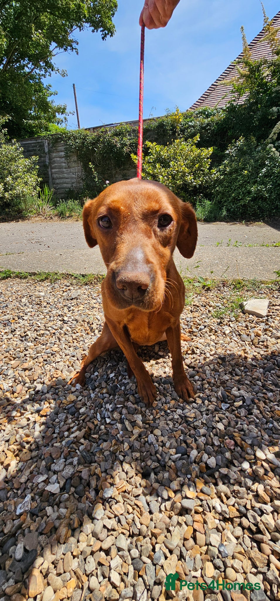 Labrador Retriever dogs Female red labrador retriever  - Advert 8