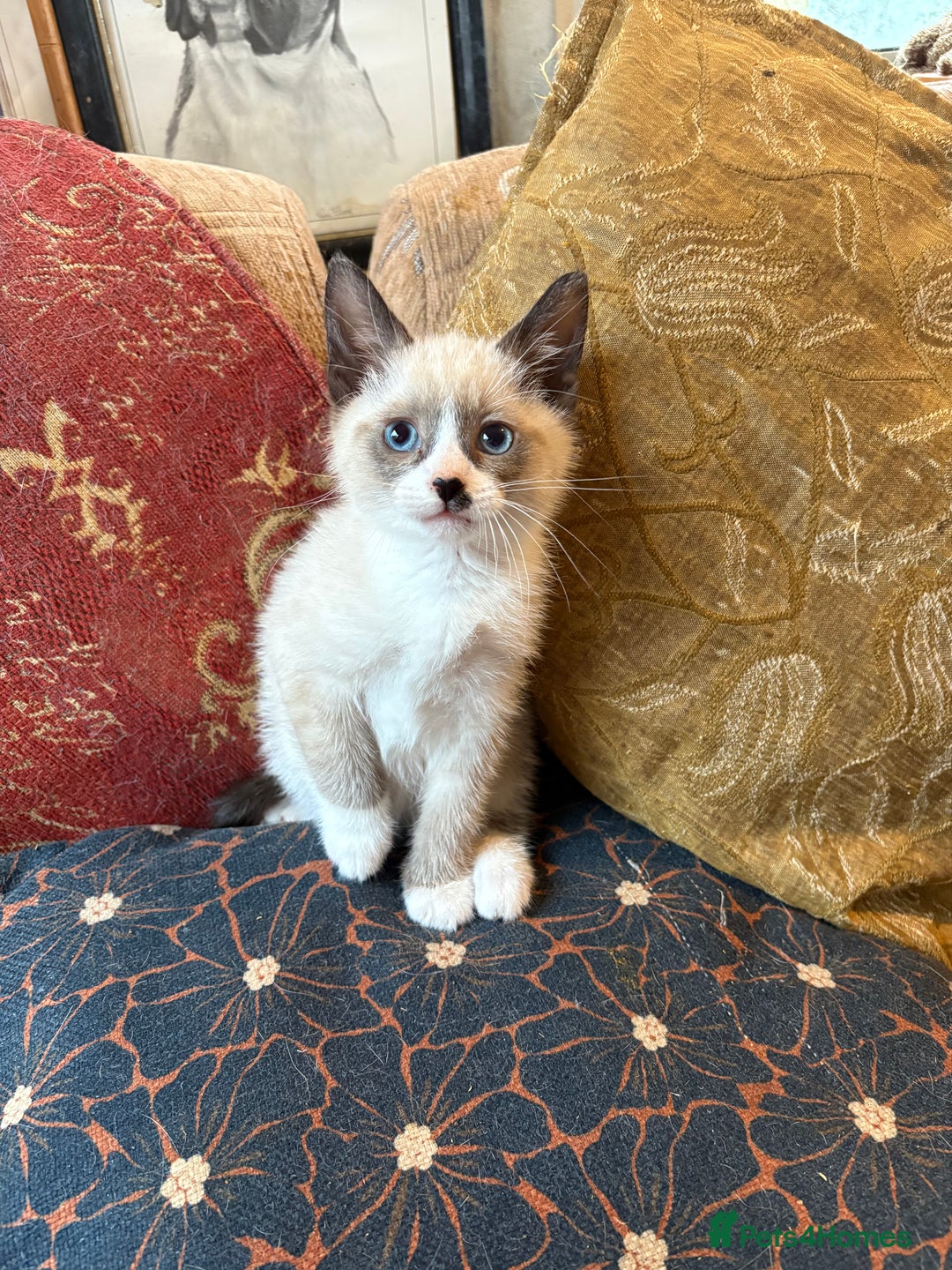 Mixed Breed cats for sale: Beautiful kittens ready for new home - Advert 8