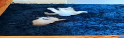 Ragdoll cats for sale: Stunning Ragdoll kittens  - Advert 25