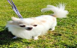 Chihuahua dogs for stud: STUD: Gorgeous White Long Coat Chihuahua  in Aldershot - Image 6
