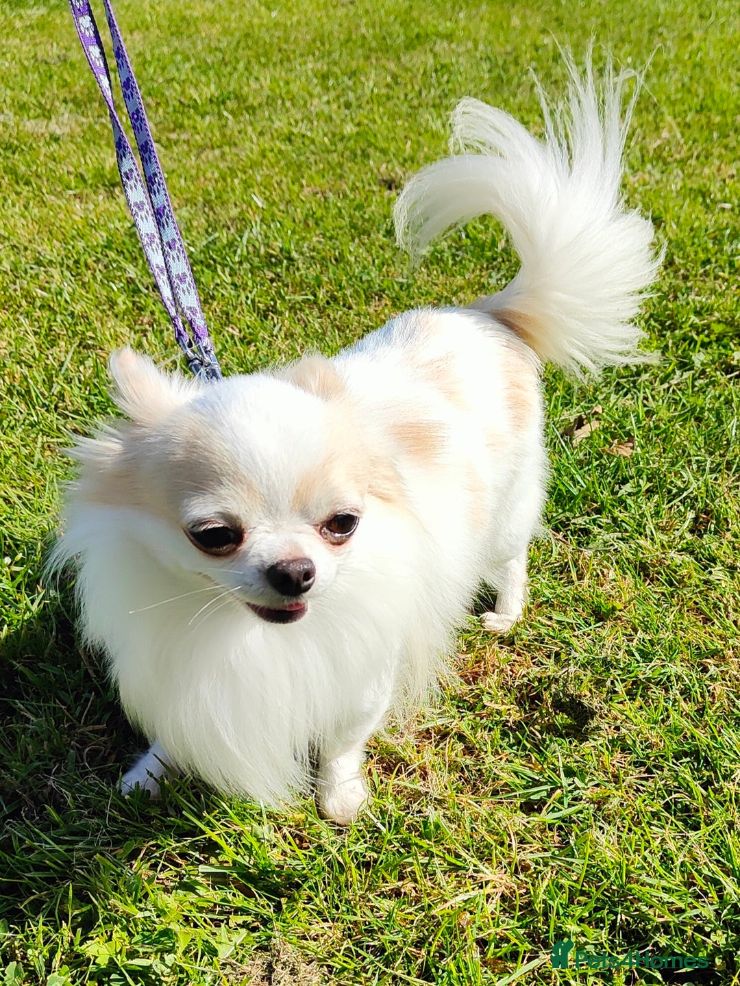 Chihuahua dogs for stud: STUD: Gorgeous White Long Coat Chihuahua  in Aldershot - Image 6