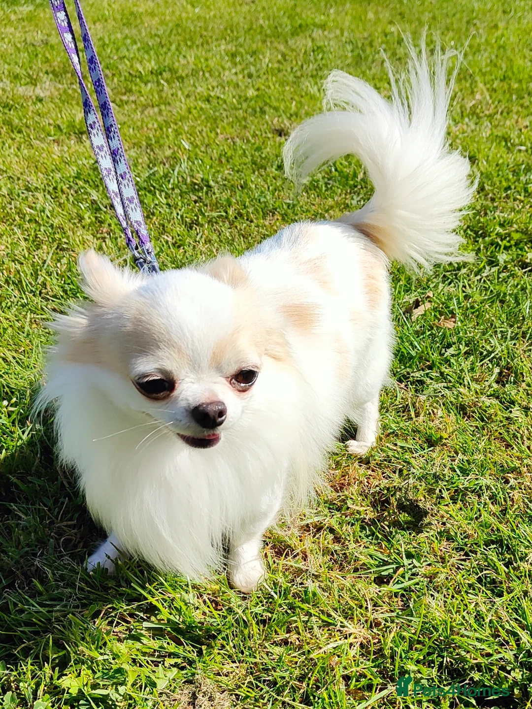 Chihuahua dogs for stud: STUD: Gorgeous White Long Coat Chihuahua  in Aldershot - Advert 6