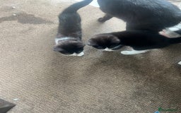 Mixed Breed cats for sale: 3cats for sale - Image 3