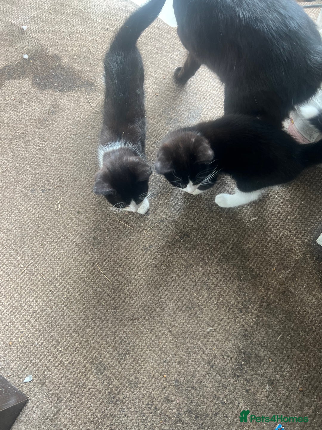 Mixed Breed cats for sale: 3cats for sale - Image 3