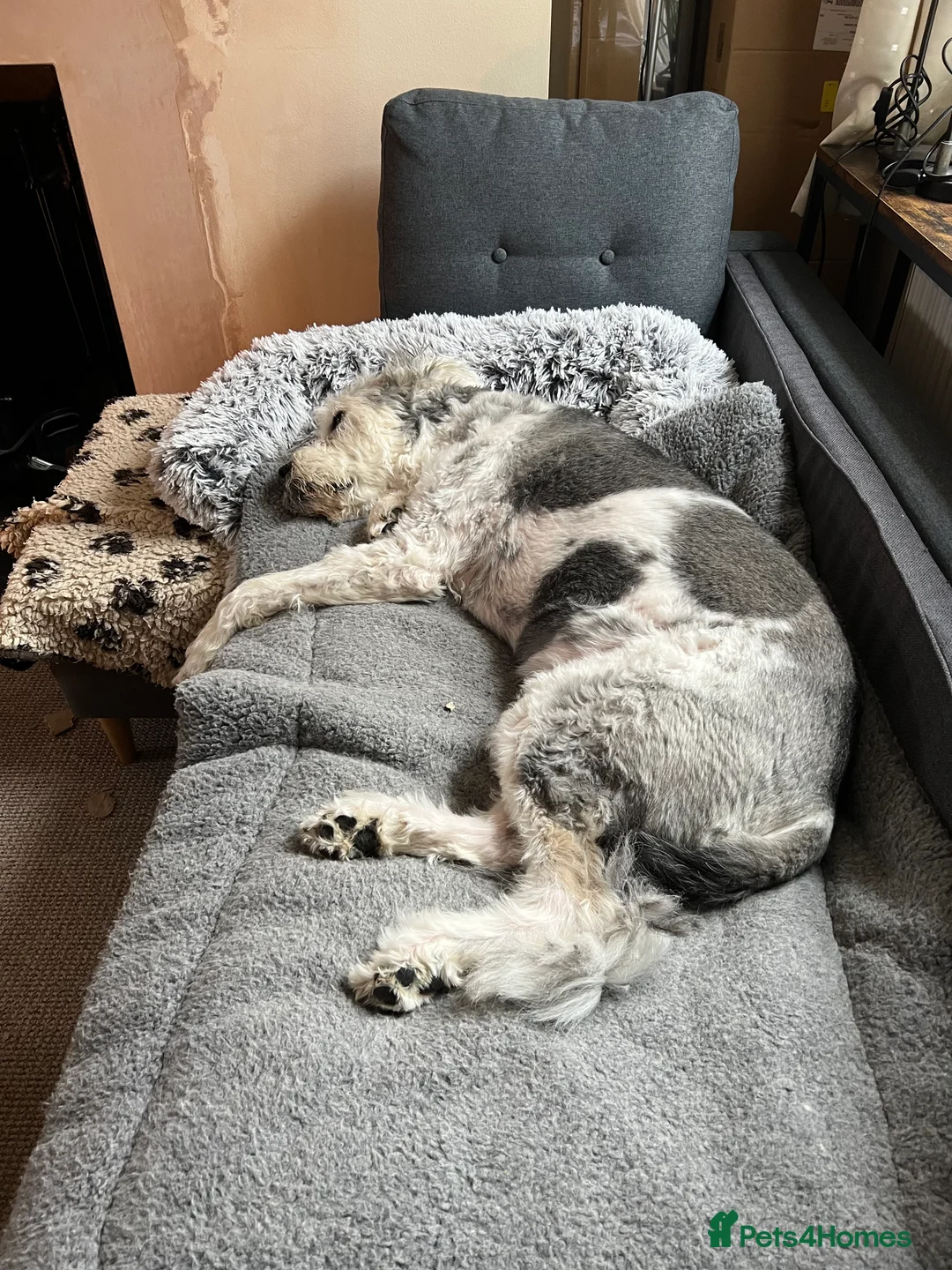 Mixed Breed dogs for adoption: Brian is looking for a home -Mioritic Shepherd  - Advert 29