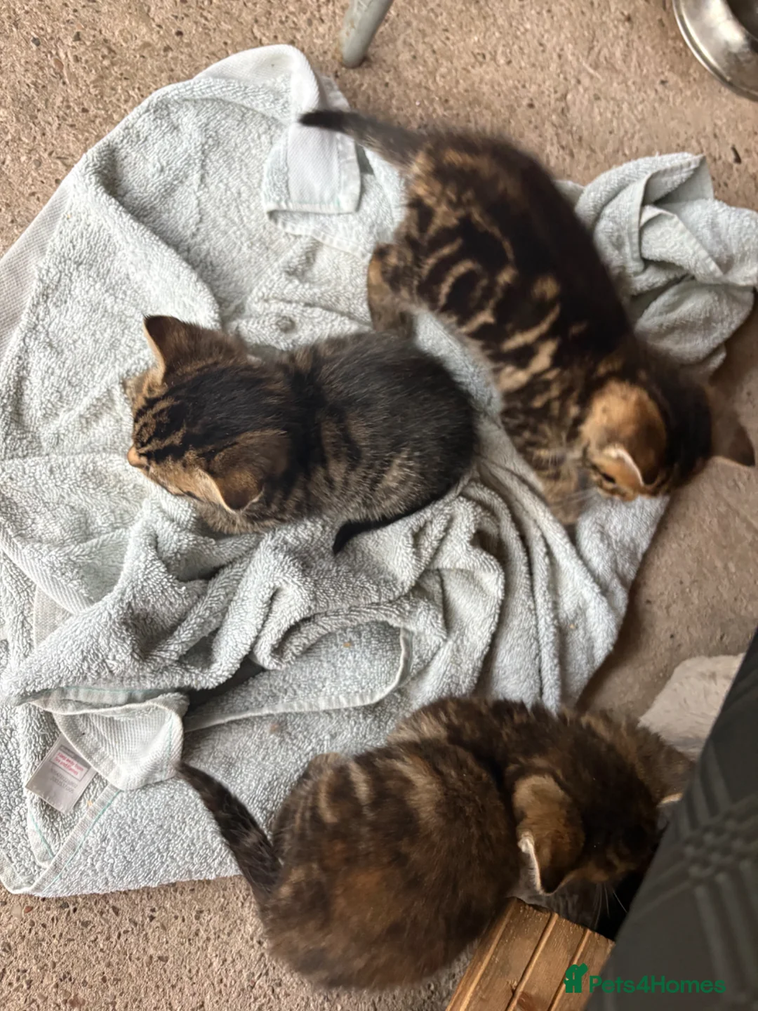Mixed Breed cats for sale: 5 lovely kittens for sale - Advert 2