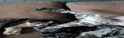 English Springer Spaniel dogs for sale: 11month springer spaniel  - Advert 4
