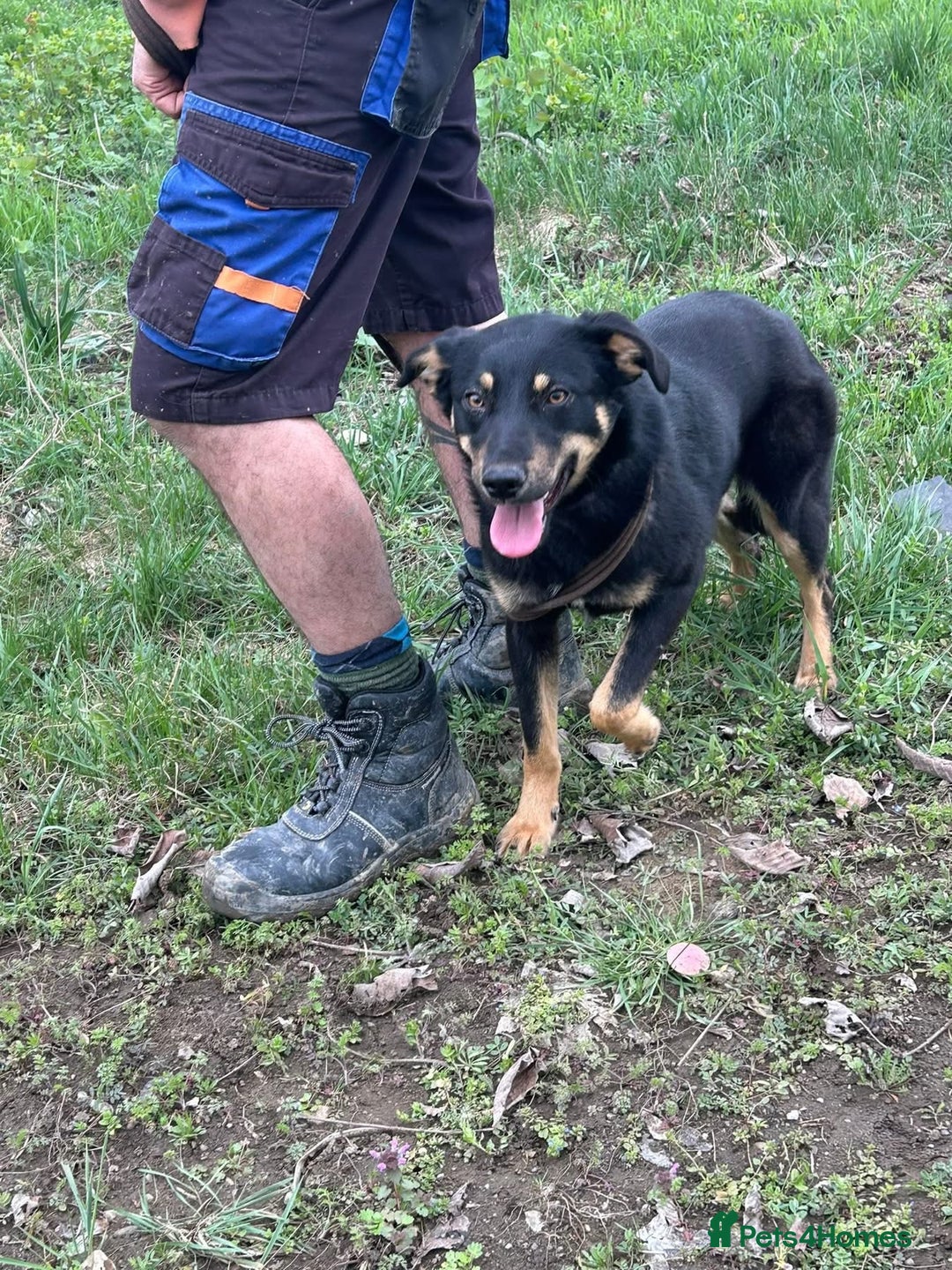 Mixed Breed dogs for adoption: Teya - Norwich Norfolk  - Image 10