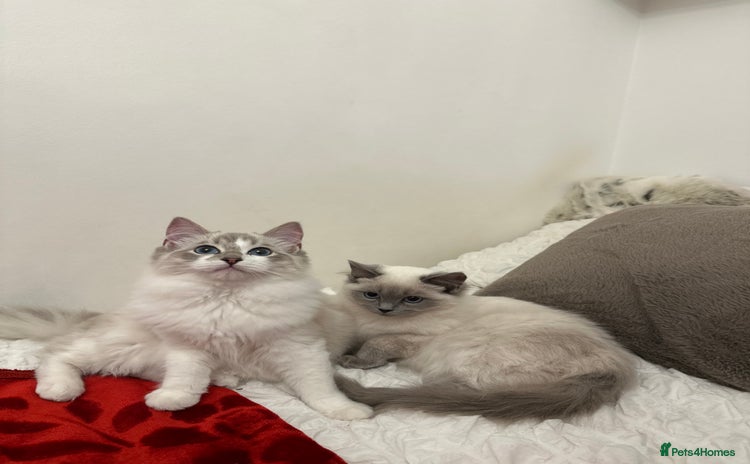 Ragdoll cats Gorgeous pedigree friendly girl kittens - Advert 1