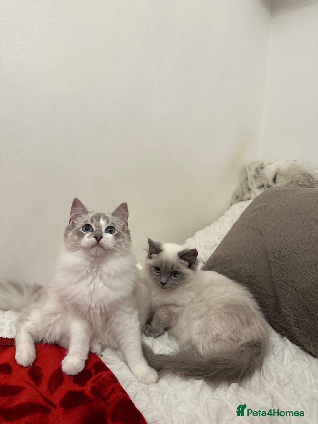 Ragdoll cats for sale: Gorgeous pedigree friendly girl kittens - Advert 1