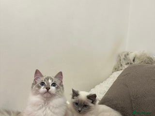 Ragdoll cats Gorgeous pedigree friendly girl kittens - Advert 1