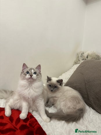 Ragdoll cats Gorgeous pedigree friendly girl kittens - Advert 1