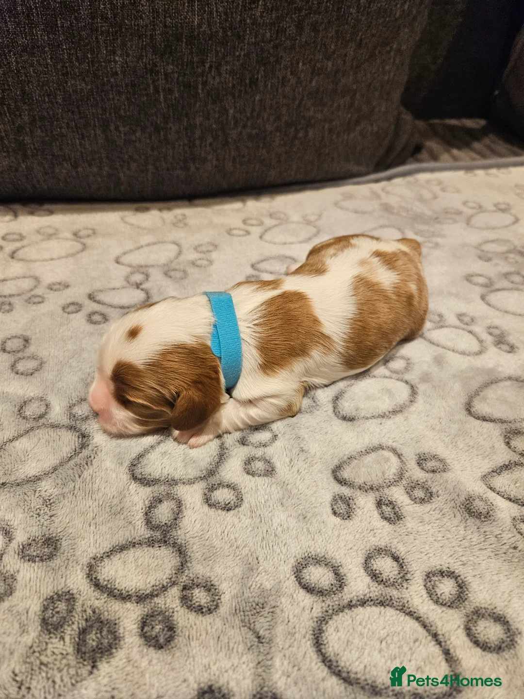 Cavalier King Charles Spaniel dogs for sale: * KC reg Cavalier King Charles Spaniel * - Advert 4
