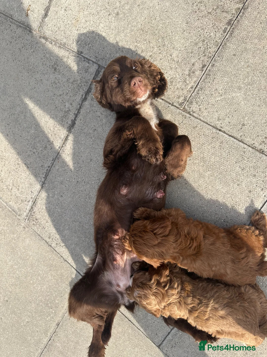 Cockapoo dogs for sale: Cockapoo puppies 🐶  - Advert 2