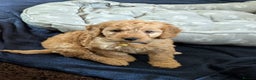 Cockapoo dogs for sale: F1 Apricot male cockapoo (stunning) - Advert 6