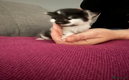 British Shorthair cats for sale: 1 male 1 female kitten  - Image 3