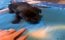 Labrador Retriever dogs for sale: Labrador puppys - Image 23