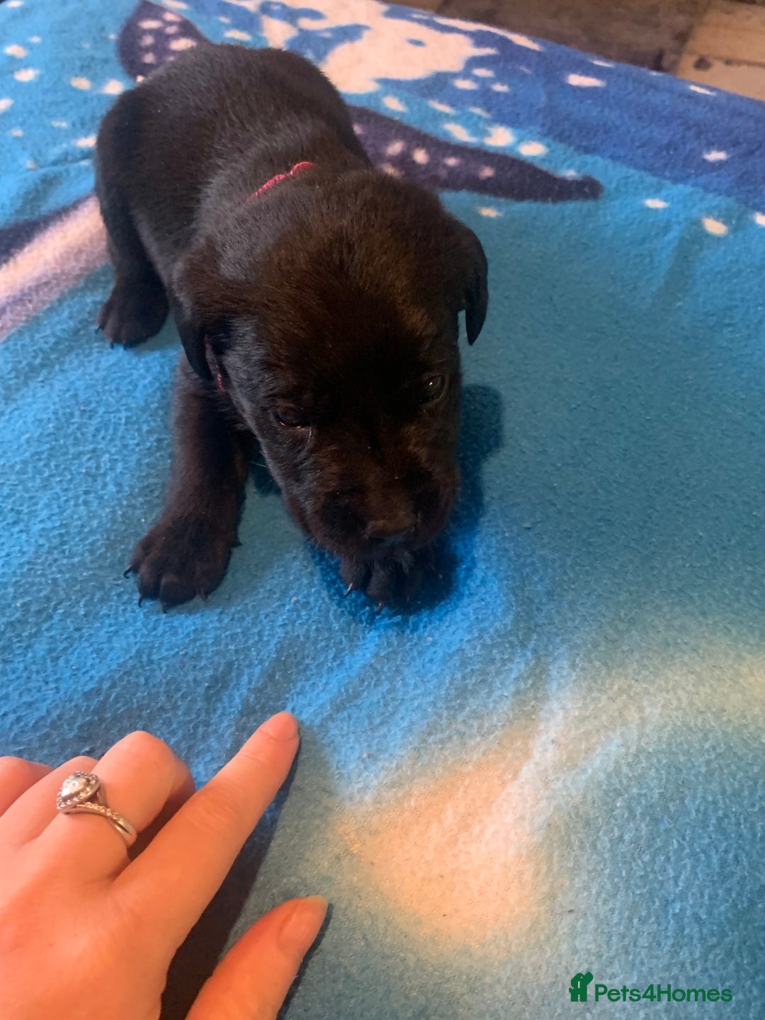 Labrador Retriever dogs for sale: Labrador puppys - Image 23