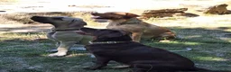 Labrador Retriever dogs for sale: Stunning Labrador pups - Advert 3