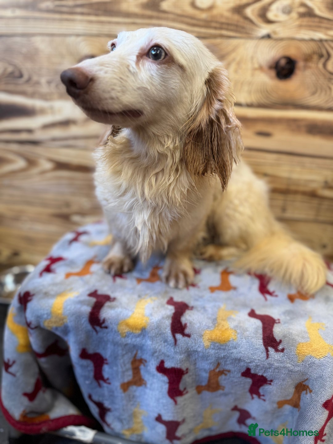 Miniature Dachshund dogs for stud: ✨ Stunning Isabella  piebald, wrapped in cream ✨ - Image 6