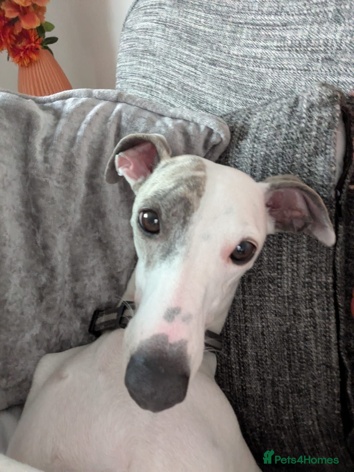 Mixed Breed dogs Whippet/ blue staffy puppies  - Advert 17