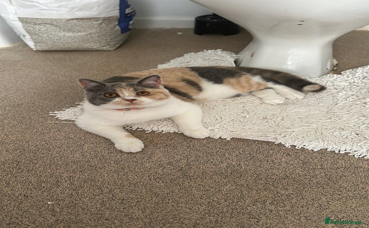 British Shorthair cats - Advert 12