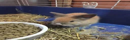 Lionhead rabbits for sale: Adorable baby lion heads - Advert 12