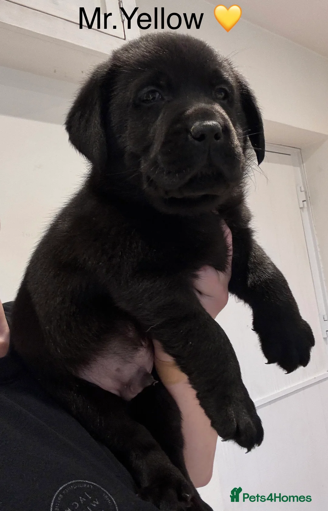 Labrador Retriever dogs for sale: Quality KC Registered Labrador Retriever Puppies - Advert 2
