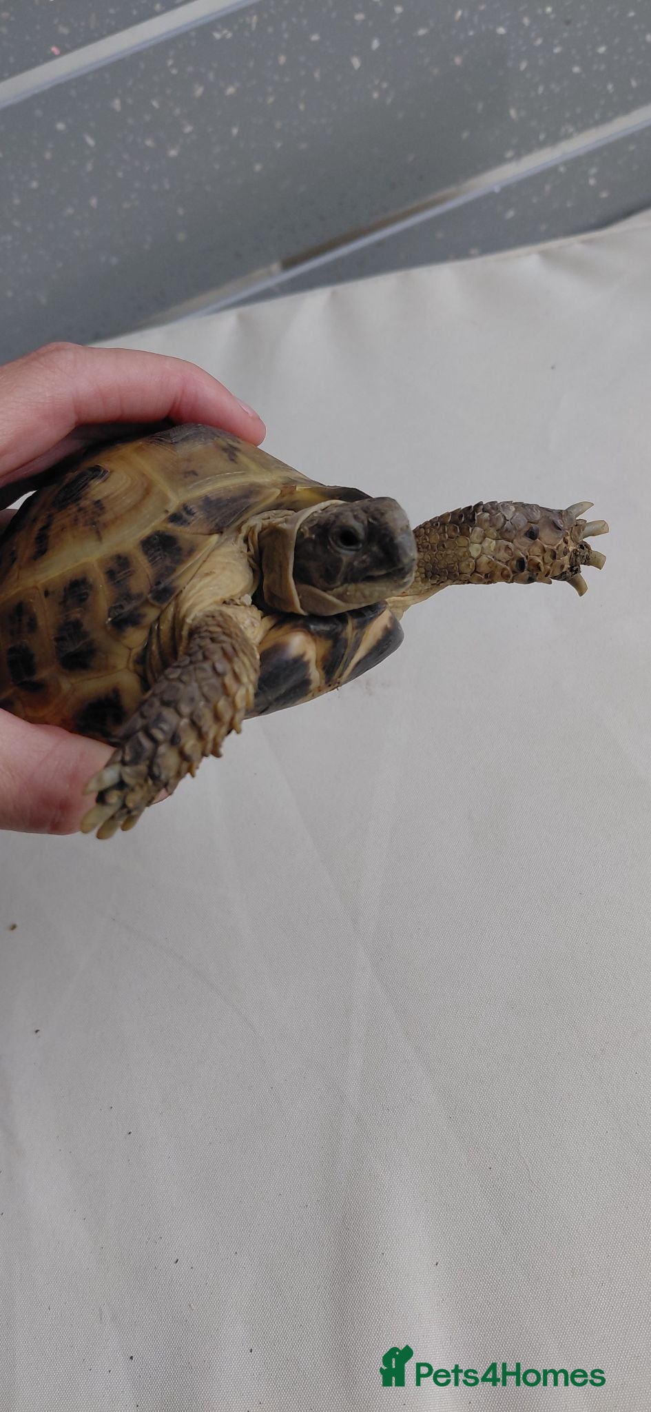 Tortoise reptiles Horsefield tortoise  - Advert 3