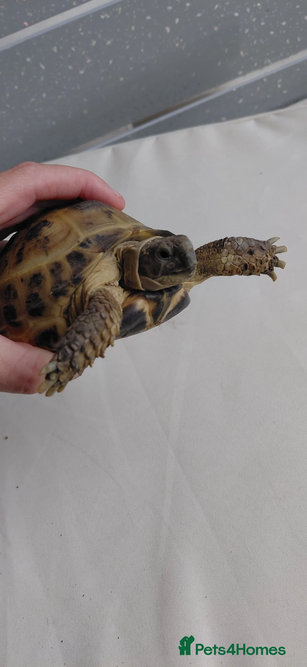 Tortoise reptiles for sale: Horsefield tortoise  in Oldham - Advert 1