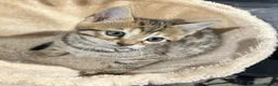 Bengal cats for sale: Beautiful pedigree bengal cats  - Advert 3