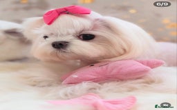 Maltese dogs for sale: Beautiful Korean Maltese - Image 2