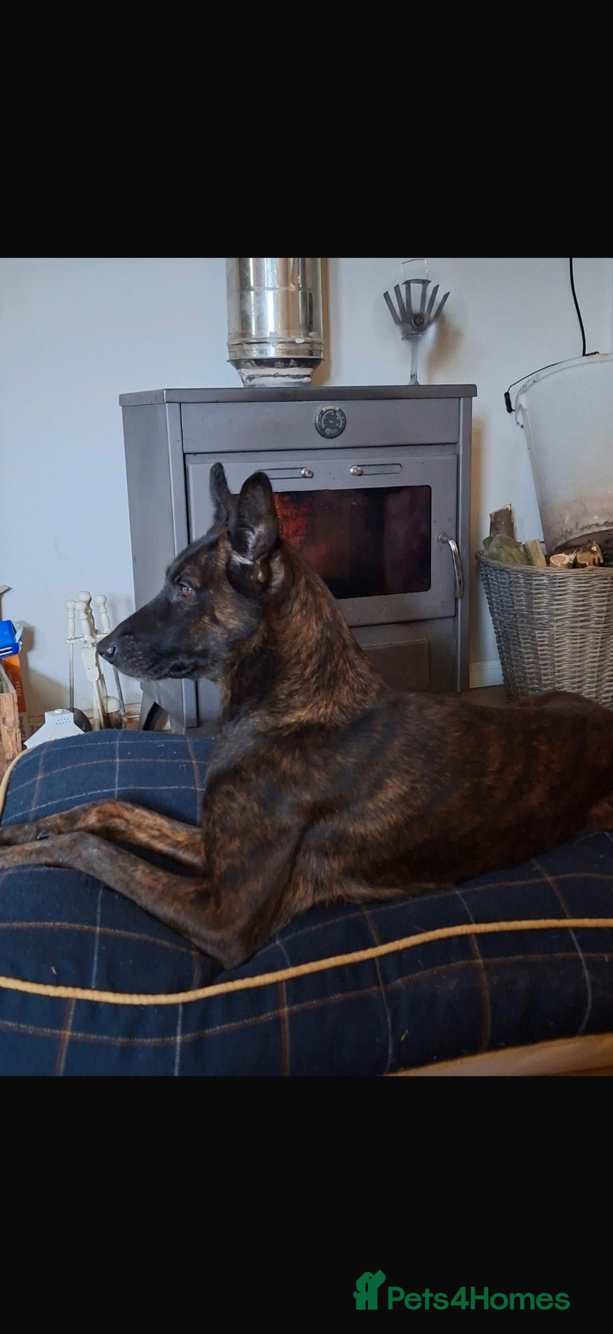 Belgian Shepherd Dog dogs 5 Dutch Shepard x Belgian malinois puppies - Advert 11