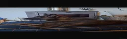 Belgian Shepherd Dog dogs for sale: 5 Dutch Shepard x Belgian malinois puppies in Salisbury - Advert 1