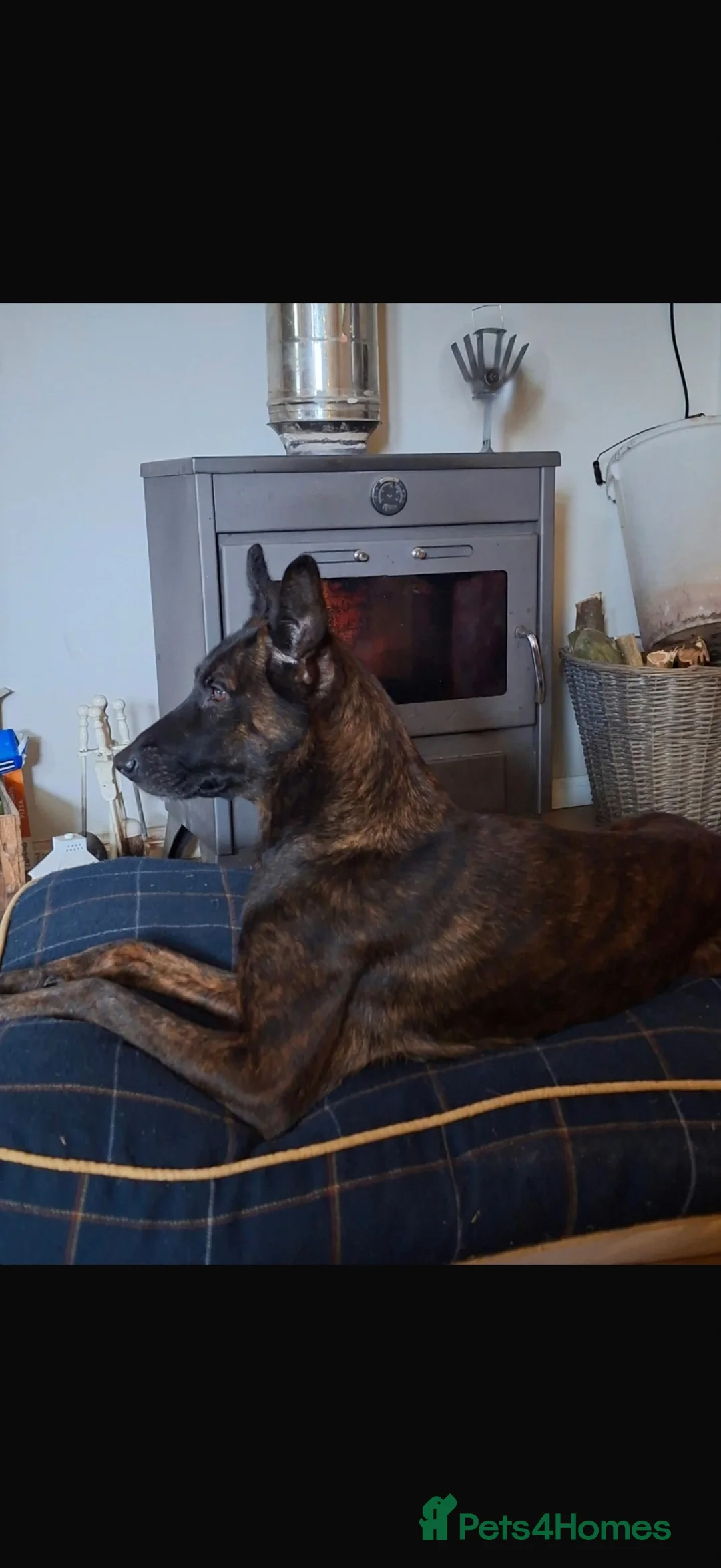 Belgian Shepherd Dog dogs for sale: 5 Dutch Shepard x Belgian malinois puppies in Salisbury - Advert 1