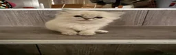 Ragdoll cats for sale: Last little girl - Advert 3