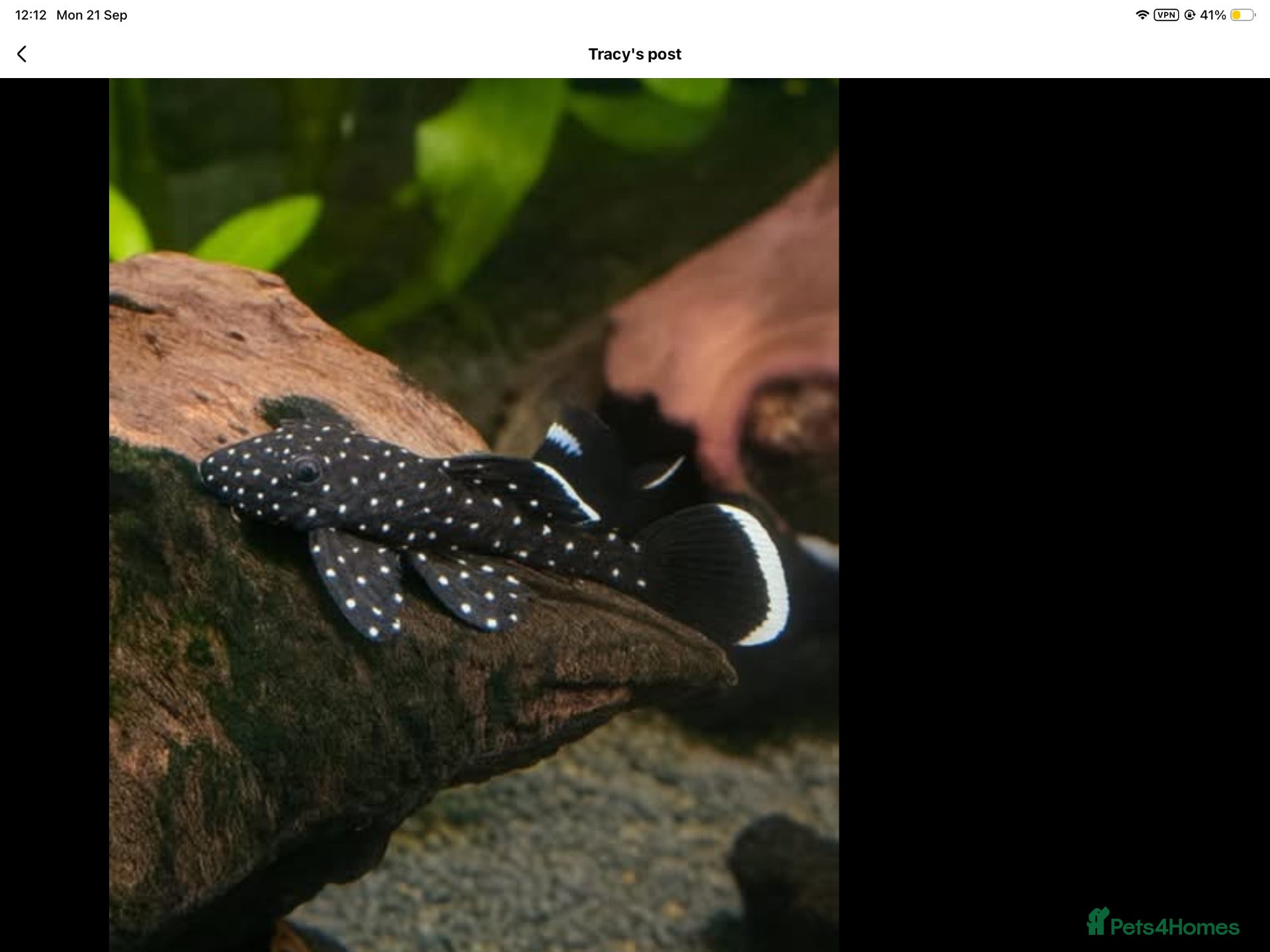 Plecos fish Peppermint plecos 3-4cm  - Advert 6