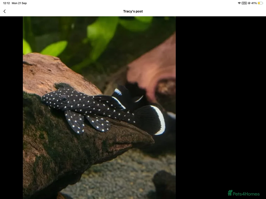 Plecos fish for sale: Peppermint plecos 3-4cm  - Advert 1