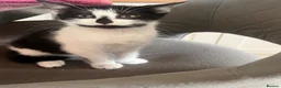 Mixed Breed cats for sale: 🐾 Gorgeous Kittens Ready for Their Forever Homes! - Advert 6