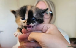 Mixed Breed cats for sale: Mixed Breed Kitten - Image 4