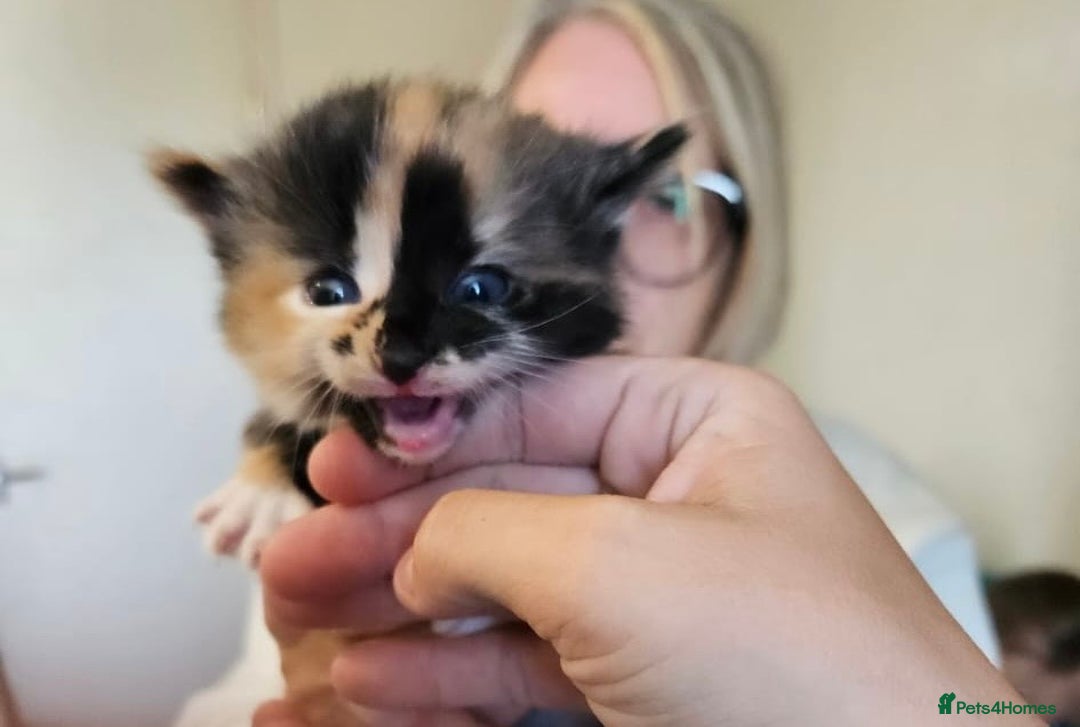 Mixed Breed cats for sale: Mixed Breed Kitten - Image 4